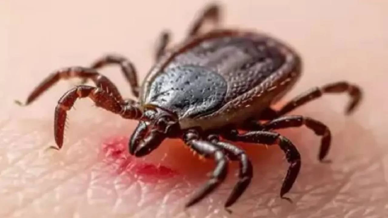 Tokat'ta 5 kişi KKKA hastalığı teşhisiyle tedavi görüyor