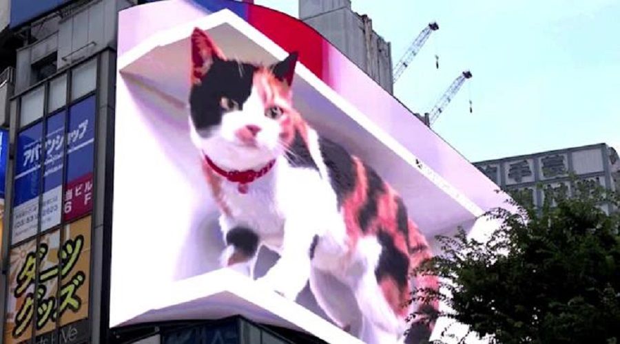 Tokyo'da dev kedi!