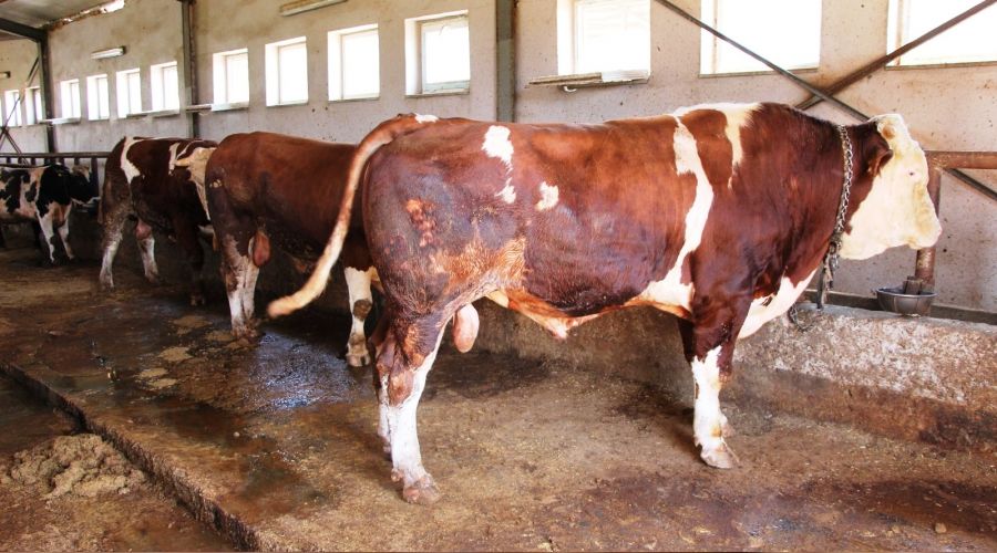 Tonluk tosunlar al�c�lar�n� bekliyor