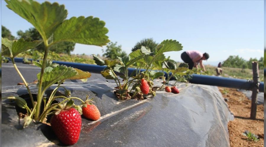 Trabzon'dan �ilek ata��