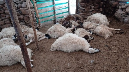Tunceli'de bir ağılda 27 koyun izdihamdan telef oldu