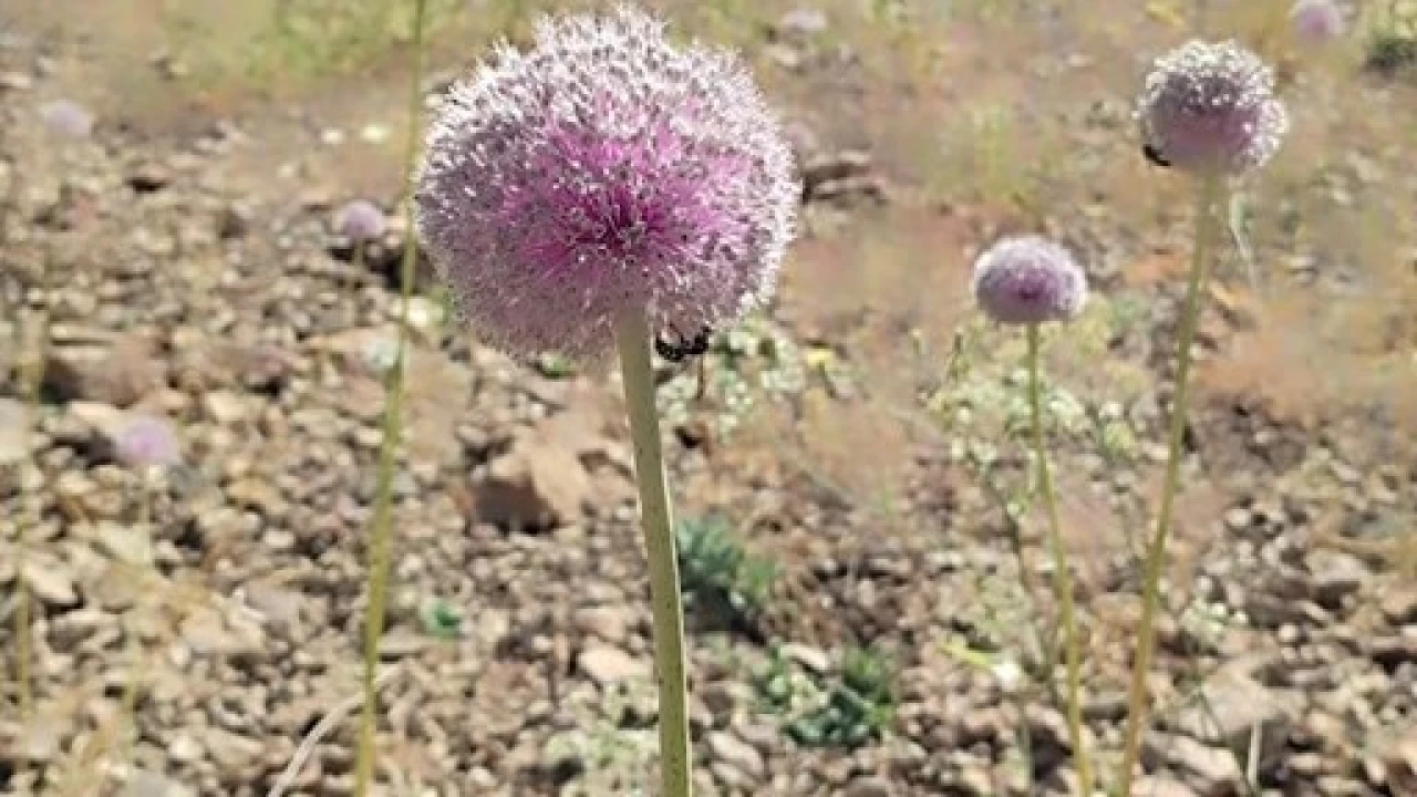 Tunceli'nin tescilli da sarmsa yok olma tehditi altnda
