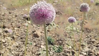 Tunceli'nin tescilli da sarmsa yok olma tehditi altnda