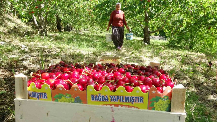 Turfanda kiraz ��kt�: �lk hasatlar Norve�, Almanya ve Rusya'ya