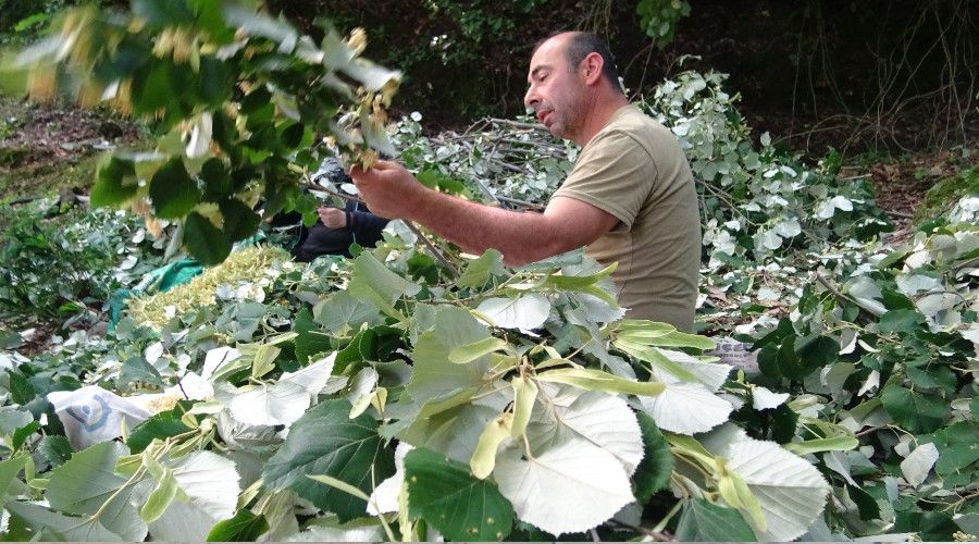 Türkiye'nin en büyük ıhlamur ormanlarında hasat başladı