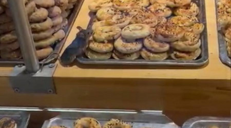 Ünlü zincir markette farenin kurabiye keyfi kamerada