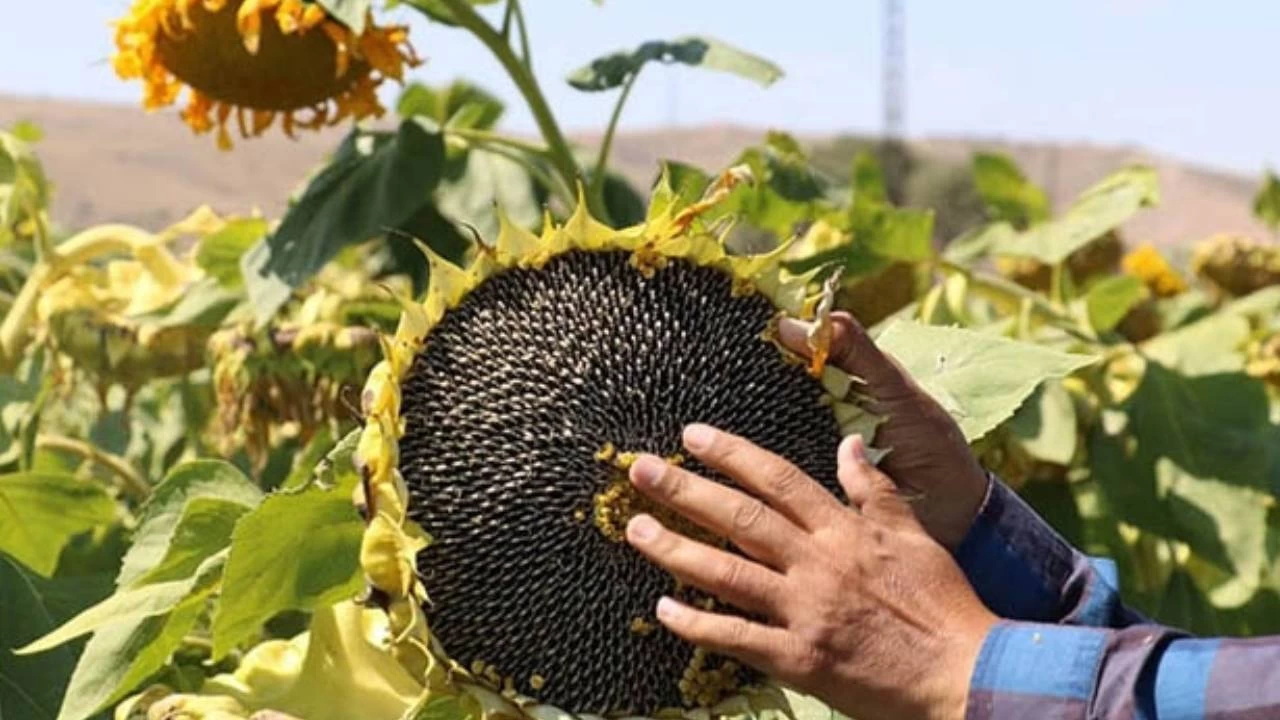 "Üreticiyi ithalatla terbiye etmekten vazgeçin"