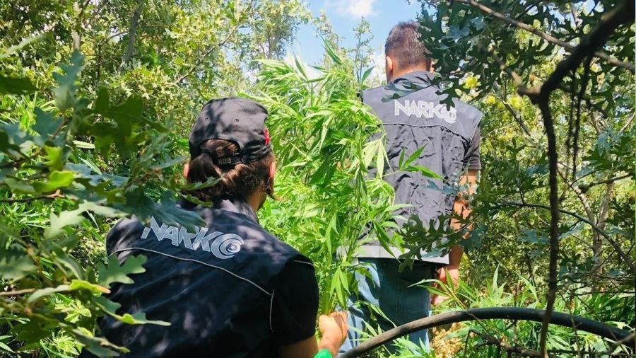 'Uyu�turucu orman�'na polis bask�n�