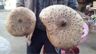 Uzmanından doğadaki mantarlarla ilgili uyarı