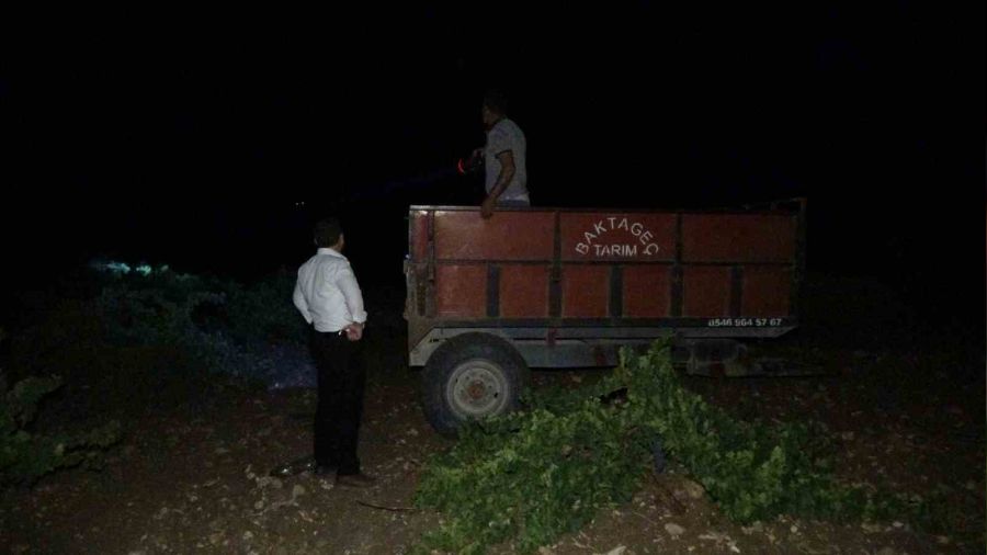 Üzüm bağları için nöbet tutuyorlar