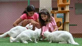 Van Kedisi ve Van Kedi Evleri: Bir kültür mirası