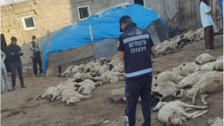 Van'da kurt vaheti: 111 koyun telef oldu
