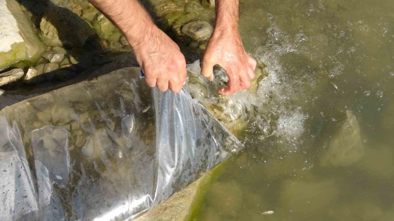 Van'daki g�llere 450 bin yavru sazan b�rak�ld�