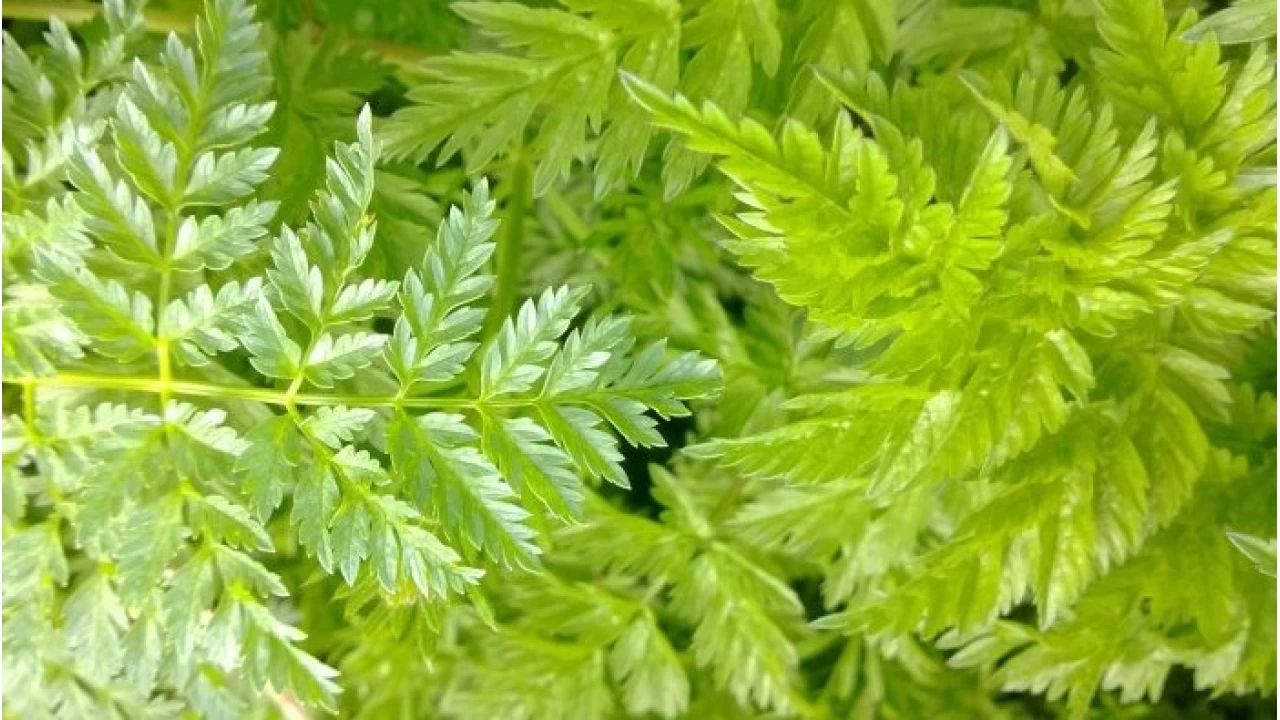 Yabani Maydanoz Turşusu: Lezzet ve şifa deposu!