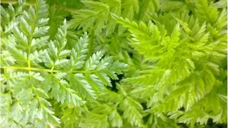 Yabani Maydanoz Turusu: Lezzet ve ifa deposu!