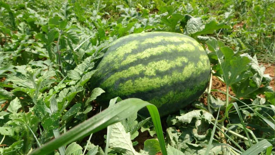 Yalıncak Karpuzunda hasat rötarlı başladı