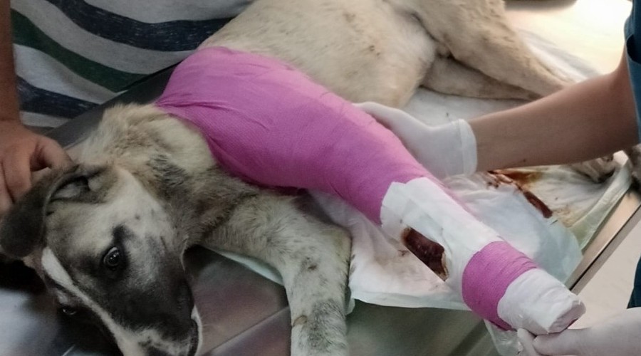 Yaralı köpeğin yuvası belediye oldu