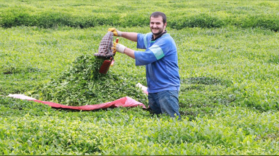 Yaş çayda sezon açıldı