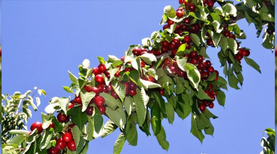 Ya� meyve ihracat�n�n lideri kiraz