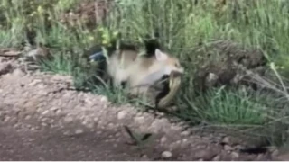 Yavru tilki yılan avladı, yediği anlar kameraya yansıdı
