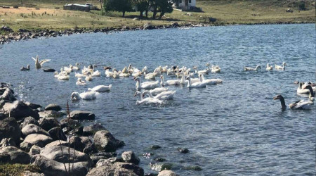 Yaylada geçimlerini 'kaz'dan sağlıyorlar