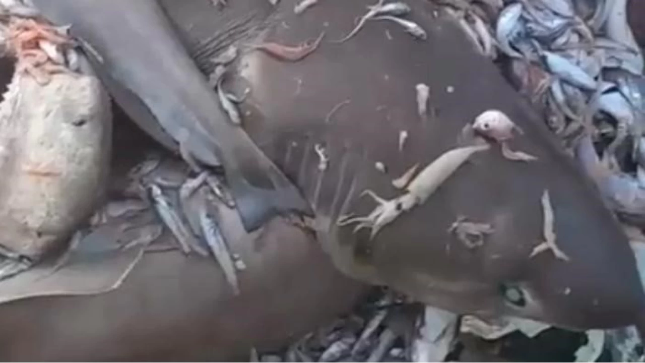 Yer yine Mersin: Bu kez 8 köpekbalığı ağlara takıldı