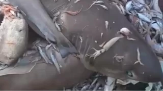 Yer yine Mersin: Bu kez 8 köpekbalığı ağlara takıldı