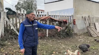 Yılbaşı yaklaşırken, hindi hırsızları kümeslere dadandı