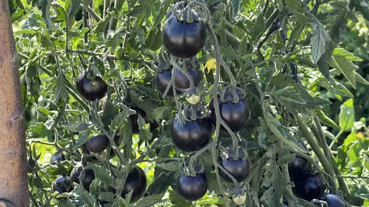 Y�ksekova'da siyah domates yeti�tirdi