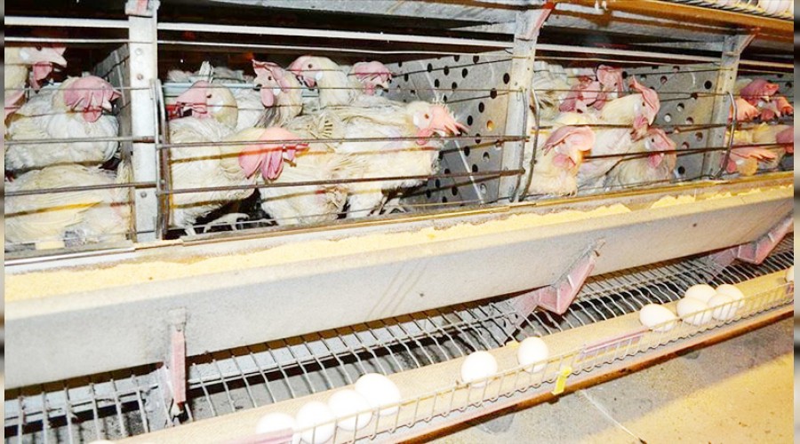 Yumurta üreticileri destek bekliyor