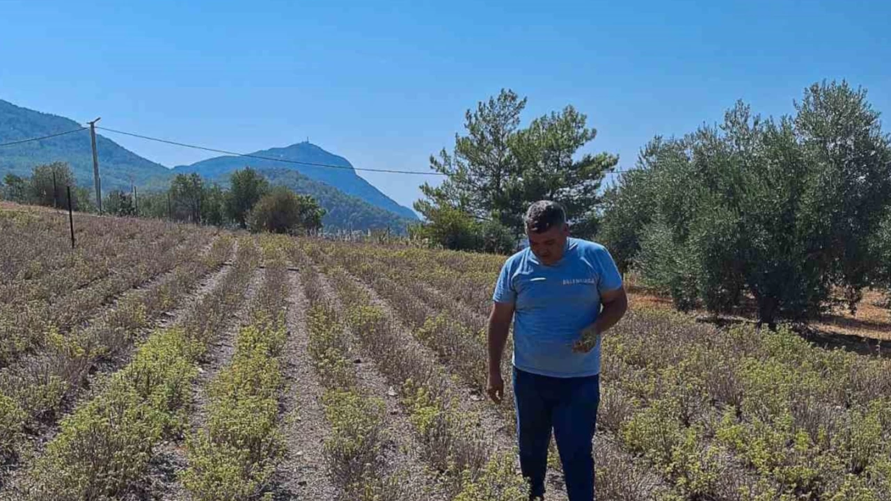 Zerdaçal üretimi Ortaca'da gelişiyor