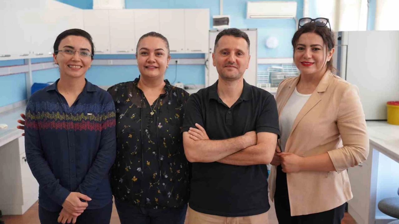 Zeytin yapra�� ile b�brek hasar�n� �nlemeyi hedefliyorlar