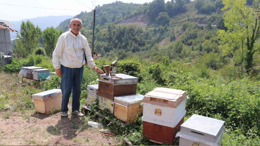Zonguldak'ta bal üretimi 300 tondan 30 tona düştü