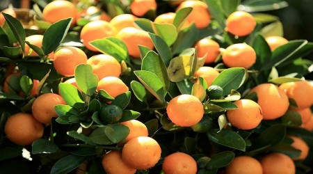 15 ton mandalina aldklar iddia ediliyor
