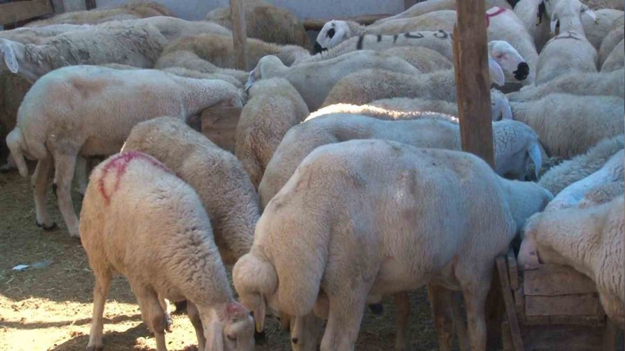 16 kurbanlığını hırsızlar çaldı