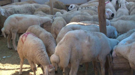16 kurbanlığını hırsızlar çaldı