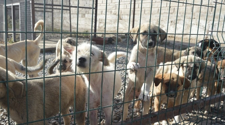 3 yılda bine yakın sokak köpeği sahiplendirildi