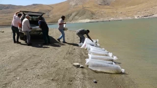 400.000 yavru sazan göllere bırakıldı