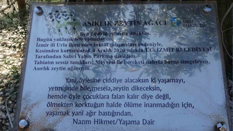 600 y�ll�k zeytin a�ac�n�n hikayesi