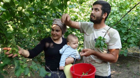 Adana'da da fndk hasad balad