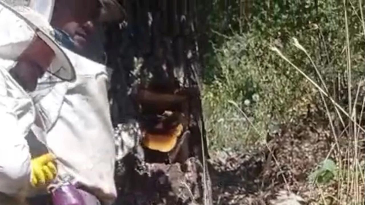 A�a� kovu�undan kilo kilo bal ��kt�