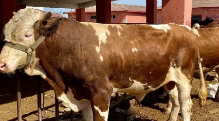 Ağrı'da kurbanlıklar pandemi gölgesinde görücüye çıktı