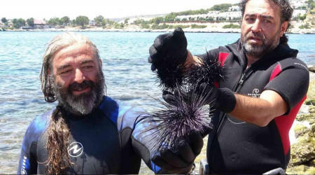 Akdeniz'de dikenli zehirli deniz kestanesi istilası