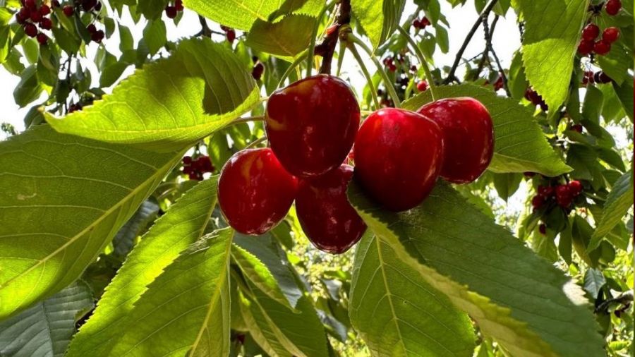 Anla�amazlarsa kiraz dal�nda kalacak   