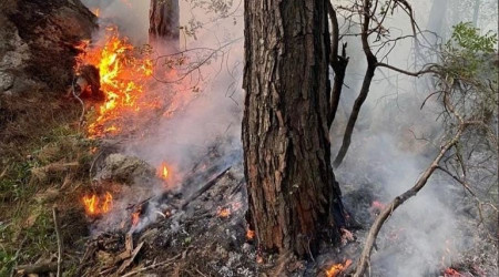 Antalya'da orman yangını büyümeden söndürüldü