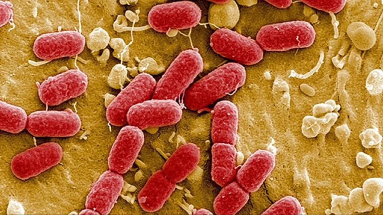 Antibiyotik ann Sonu mu? Direnli Enfeksiyonlar Kapmzda