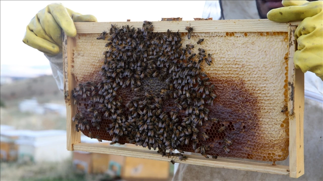 Ar�lar hayati �neme sahiptir