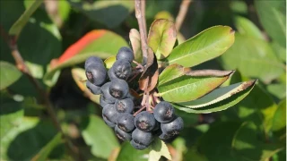 Aronya ya�lanmaya kar�� kalkan