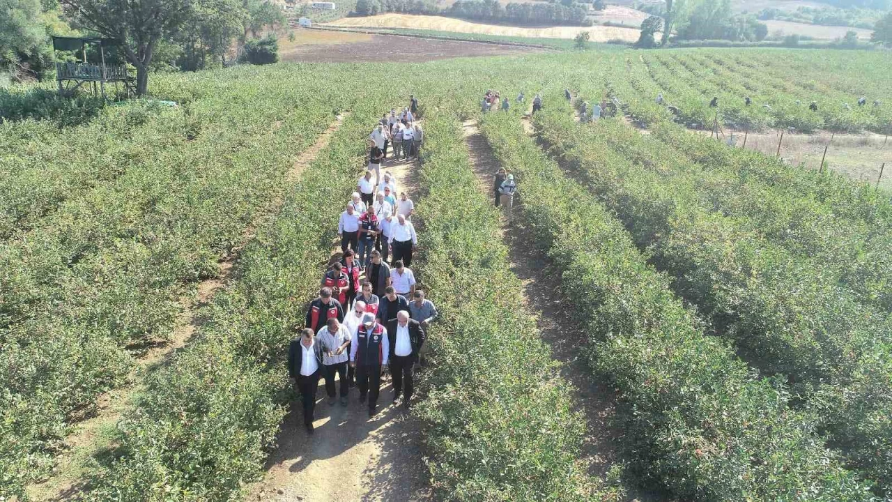Aronya yetiştiriciliğinde Türkiye 3'üncüsü olan Çanakkale'de ilk hasat gerçekleştirildi