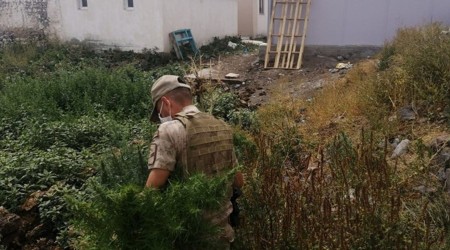 Arpaçay'da kenevir ele geçirildi